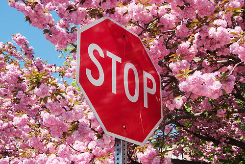 stop sign, cherry blossoms