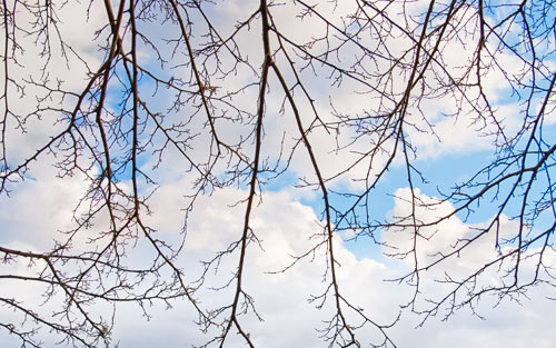 2012_13 branches, sky