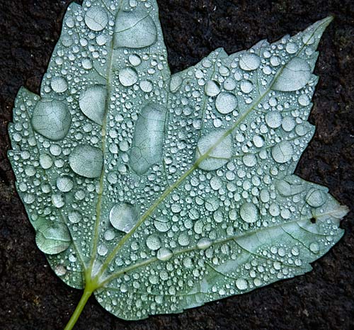 fallen leaf in spring time wet with drizzle