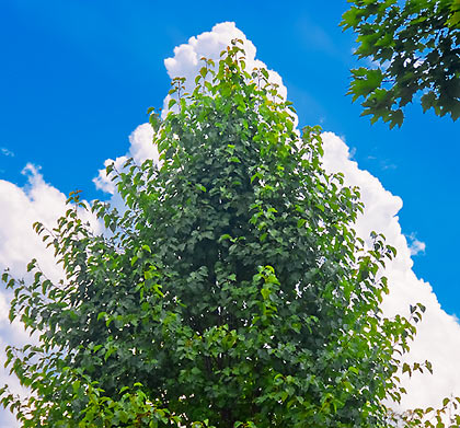 tree haloed by cloud