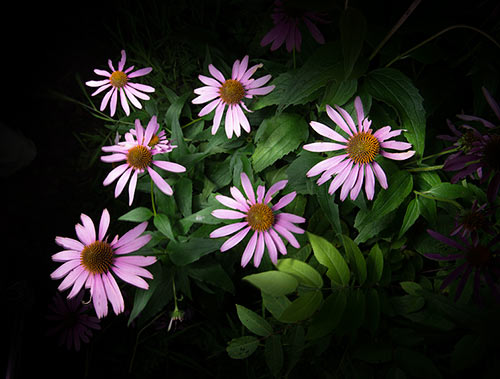 2013-31 coneflowers