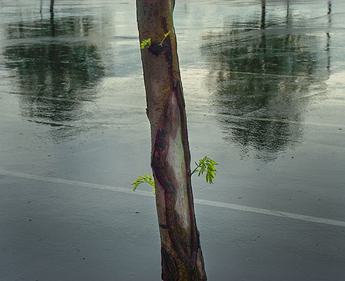 Pruned trees in parking lot