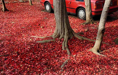 2013-35 red leaves