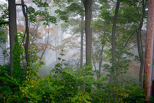 2013-43 My neighbor's front yard in the fog