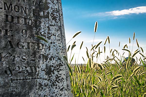 Sky, green plants in summer next to gravestone