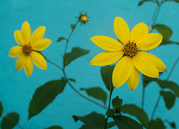 Photo of summer flowers in Hector, New York.