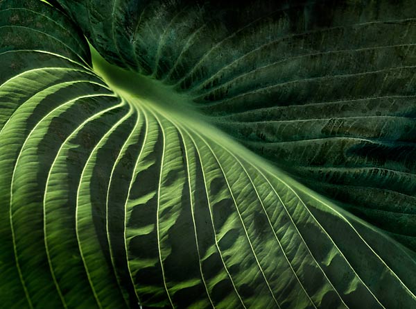 Hosta Leaf