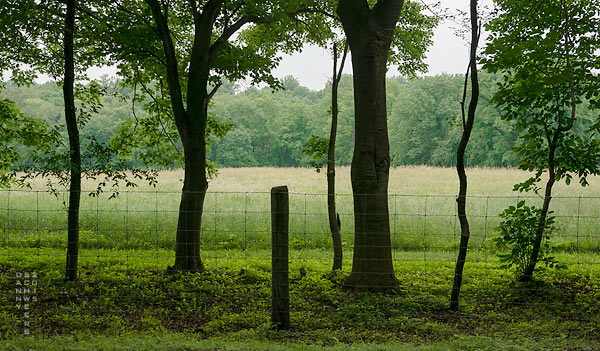 Photo of a roadside wire fence, a line of trees, a ripe meadow, and a forest beyond near The Whip Tavern, Coatesville, Pennsylvania, by Danny N. Schweers.