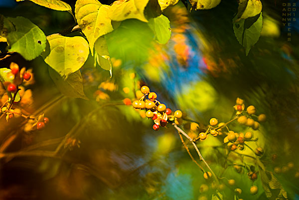 Bittersweet vine and berries in fall