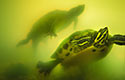 2015-47 Turtles