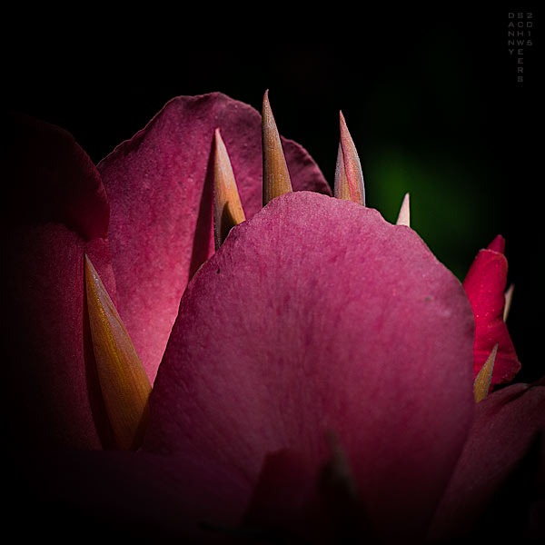 Close up of flowers and shoots