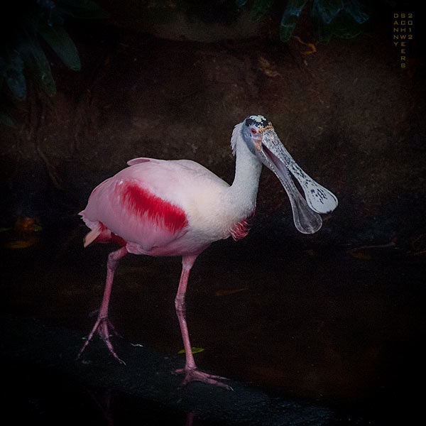 Roseate Spoonbill at The National Aviary. Photo by Danny N. Schweers.