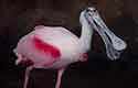 2016-36 Roseate Spoonbill