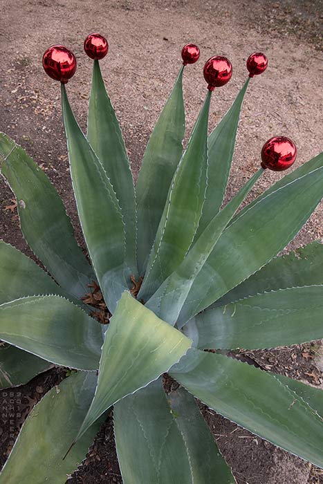 Christmas Agave in Austin, Texas 2018 by Danny N. Schweers