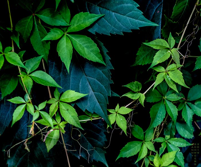 Virginia Creeper, Georgetown, Washington, D.C. by Danny N. Schweers