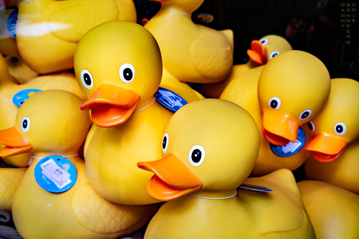Photo of lovable toy ducks in store window in New Hope, Pennsylvania by Danny N. Schweers.
