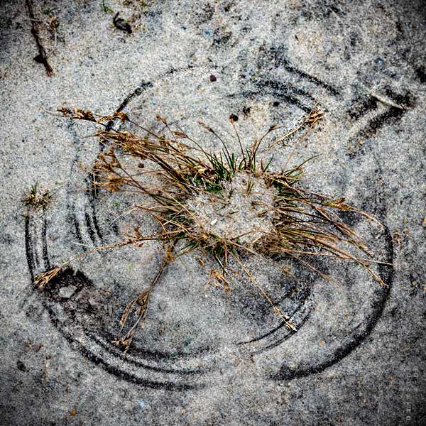 Photo of grass, Horseneck Beach State Reserve, Westport, Massachusetts by Danny N. Schweers.