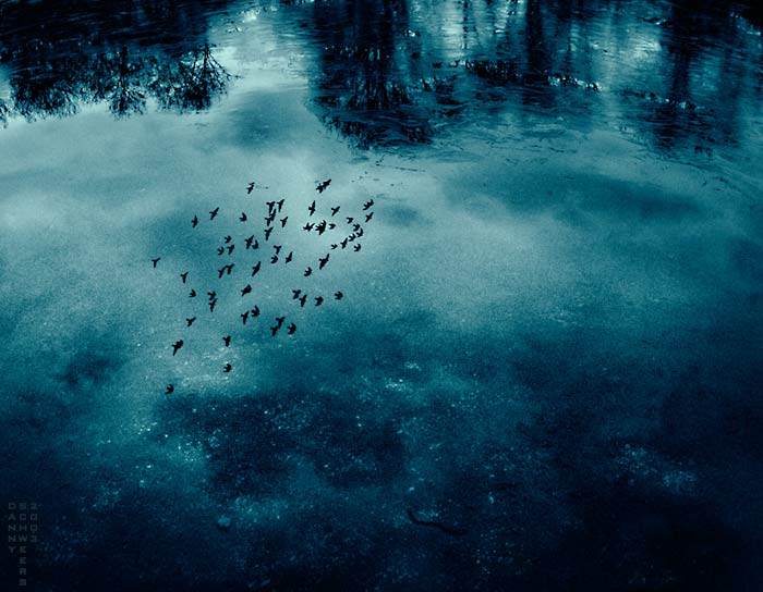 Photo of clouds and a flock of birds reflected in a frozen pond in Central Park, New York City, Delaware by Danny N. Schweers, 2003.