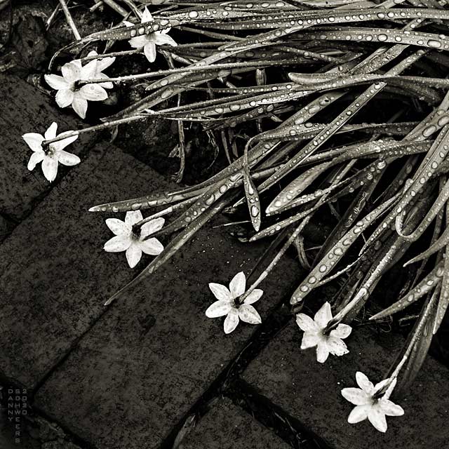 daffodils after the rain