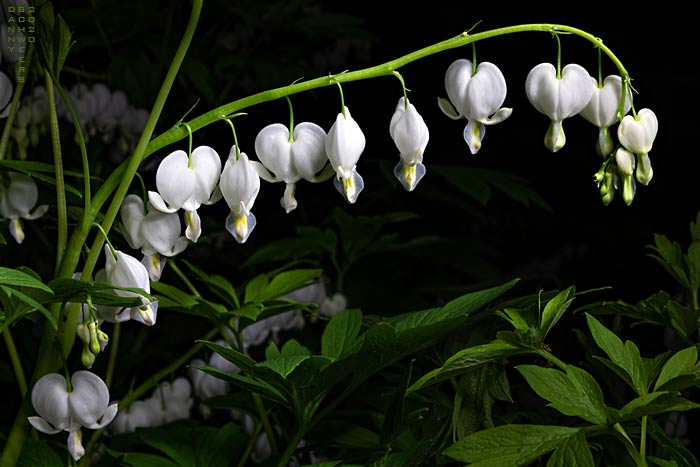 White bleeding heart blooms at night by Danny N. Schweers