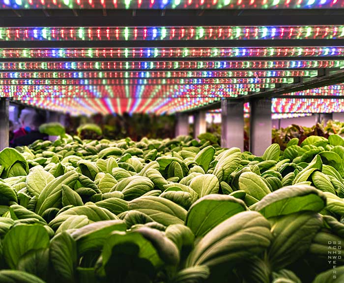 Photo of edible greens growing at Second Chances Farm, Wilmington, Delaware by Danny N. Schweers