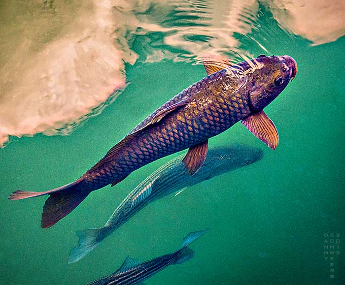 Fish in Lake Mead, Nevada, by Danny N. Schweers