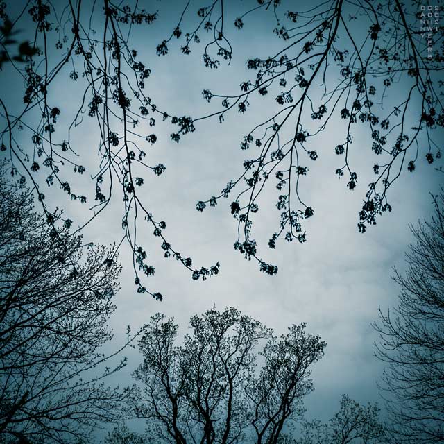 Photo of trees in bloom and just leafing out, Arden, Delaware. Photo copyright 2021 by Danny N. Schweers.