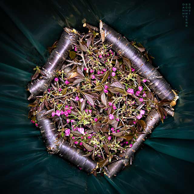 Photo of budding cherry tree limb clippings in plastic yard-waste bag, Arden, Delaware, copyright 2021 by Danny N. Schweers.