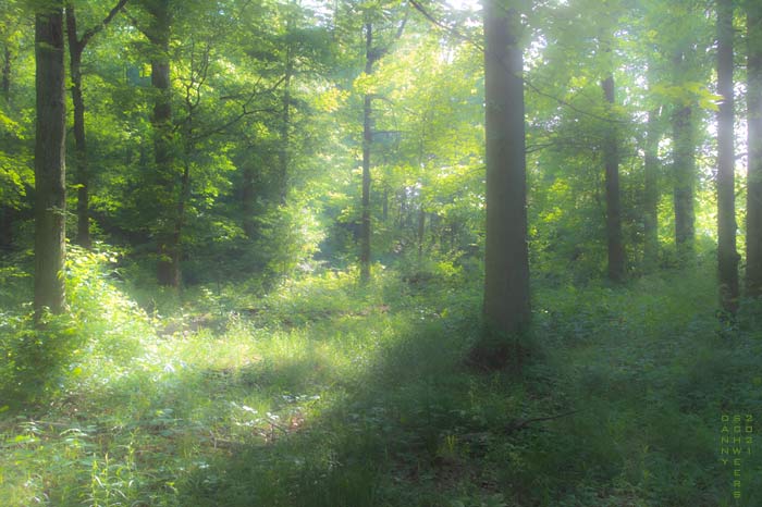 Photo of Graylyn Crest Park, New Castle County, Delaware, copyright 2021 by Danny N. Schweers