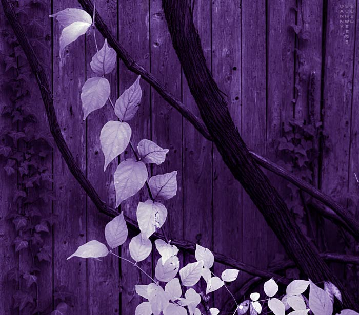 Photo of a vine climbing a fence, Milky Way Path, Arden, Delaware copyright 2020 Danny N. Schweers