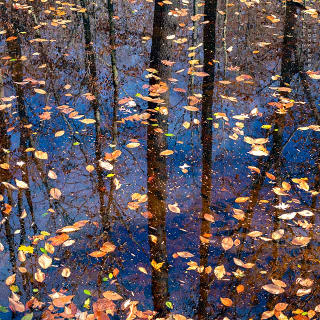 Photo of fallen leaves and reflected trees in Naamans Creek, Arden, Delaware copyright 2021 by Danny N. Schweers.