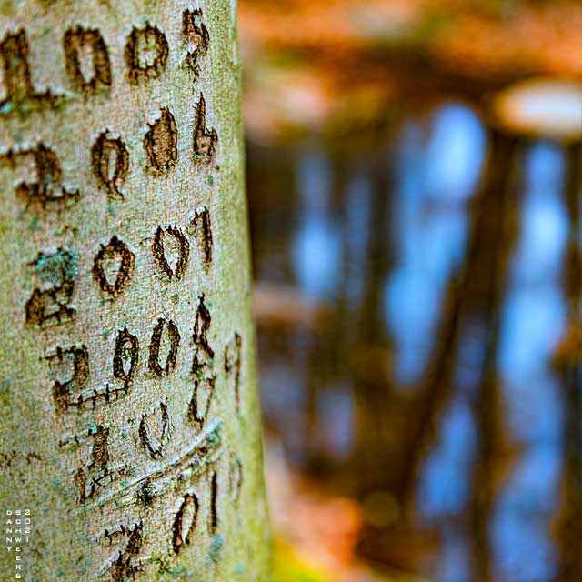 Photo of years carved into a beech tree near Naamans Creek, Arden, Delaware copyright 2021 by Danny N. Schweers.