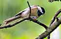 2022-14 Chickadee