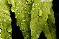Link to 2007_33